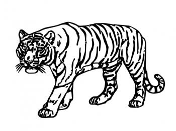 Dessin A Colorier De Tigre Blanc Gratuit