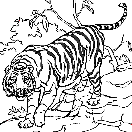 coloriage tigre blanc imprimer