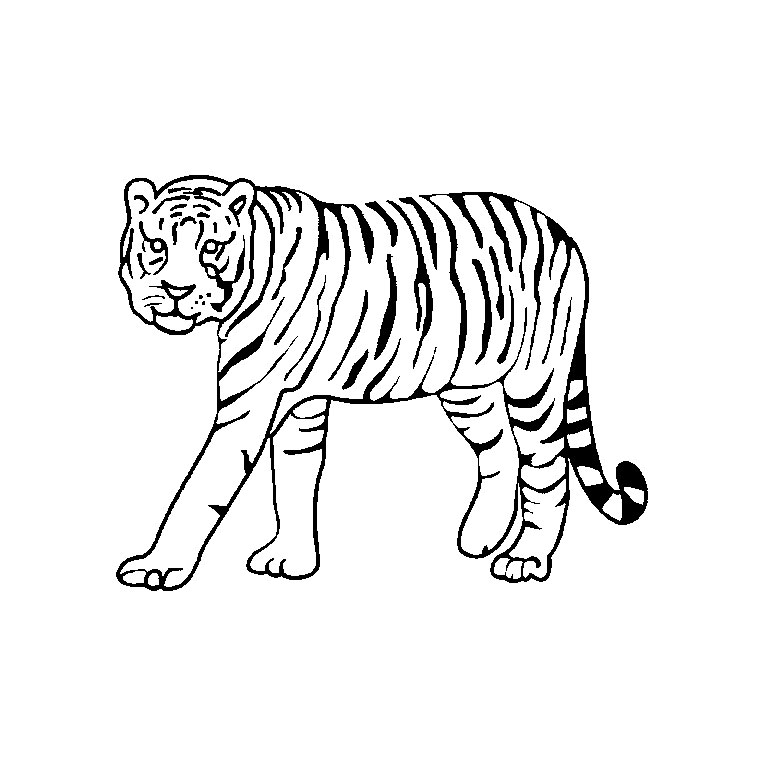 Coloriage Requin Tigre A Imprimer