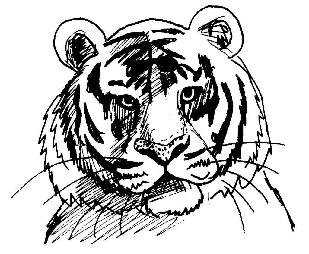 dessin à colorier tigre dent de sabre