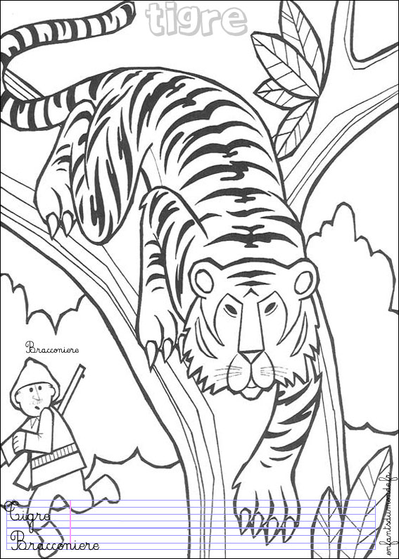 coloriage  dessiner tigre sherkan