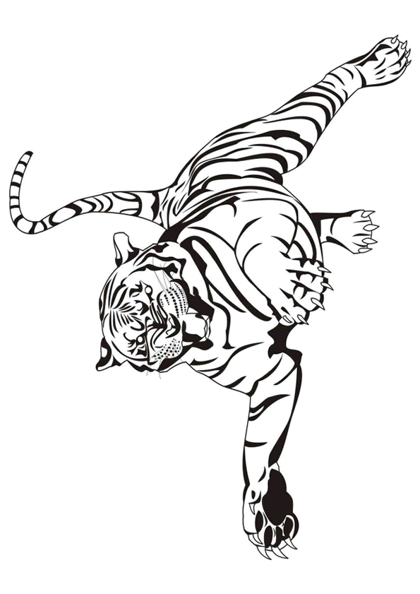 dessin tigre blanc imprimer