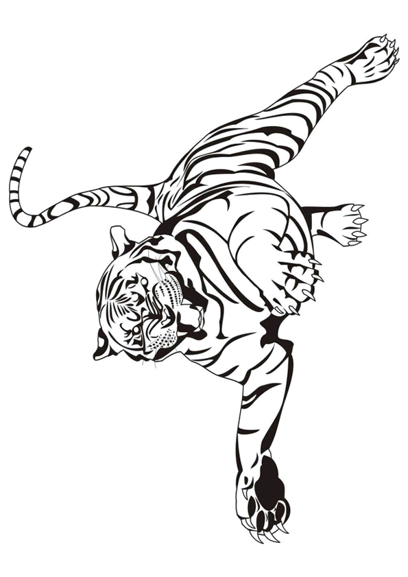 dessin tigre en ligne