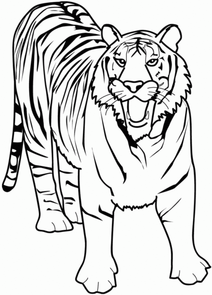 dessin à colorier tigre jungle