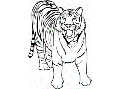dessin b�b� tigre blanc
