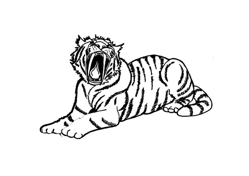 Coloriage A Imprimer Tigre Blanc