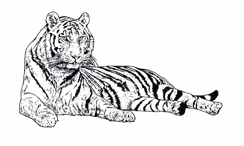 dessin tigre en ligne