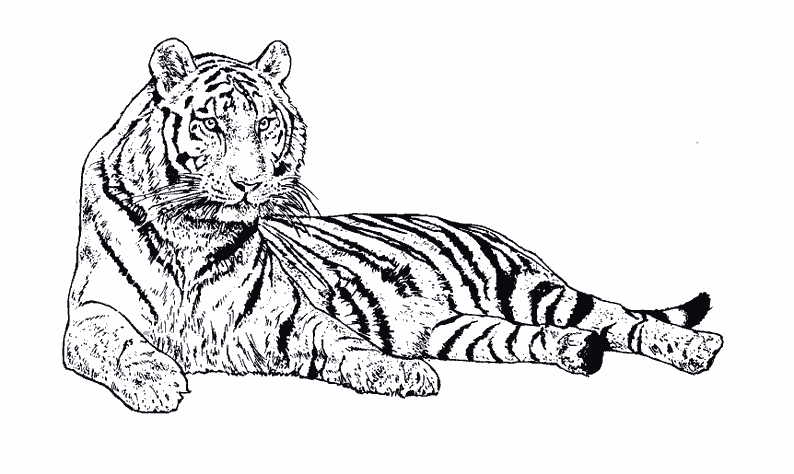 coloriage tigre