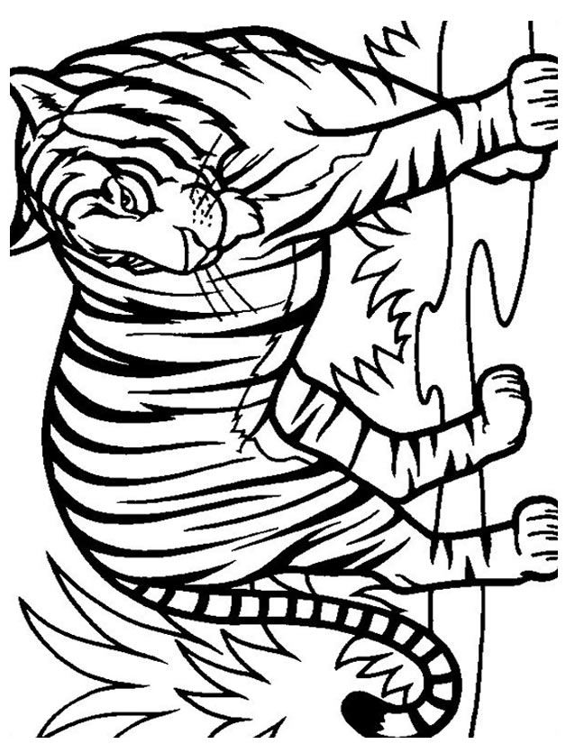 coloriage à dessiner tigre lion
