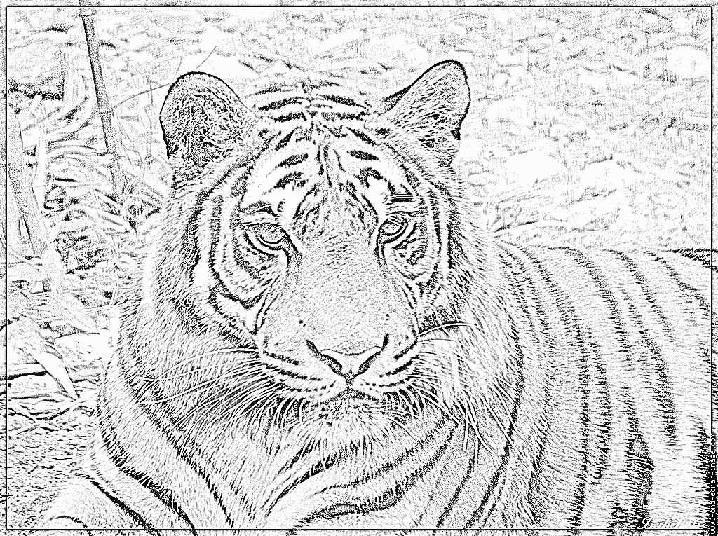 dessin magique tigre