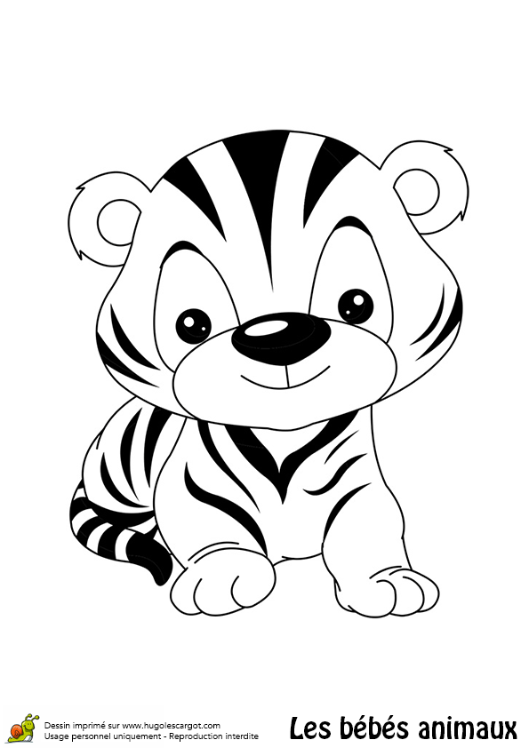 coloriage à dessiner tigre de sibérie