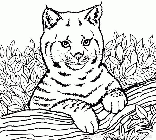 dessin à colorier a imprimer tigre blanc