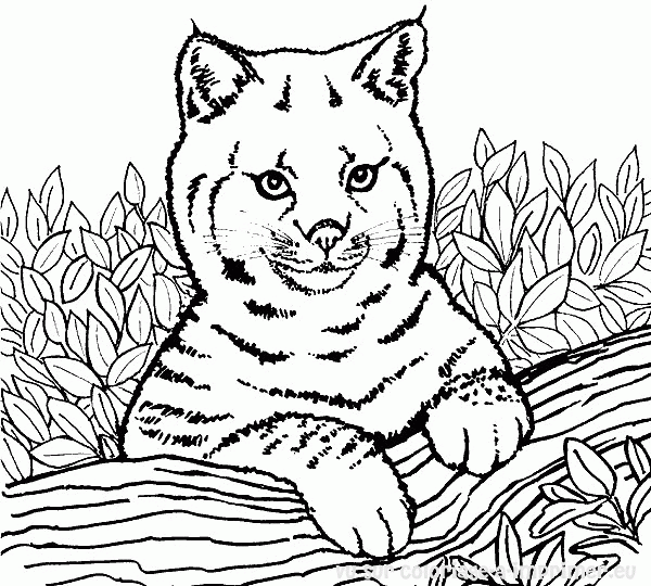 Dessin A Colorier A Imprimer Tigre Blanc