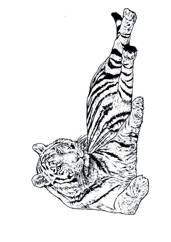 Dessin Tigre Hugo Lescargot