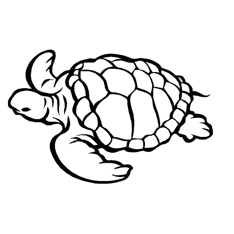 coloriage tortue de mer