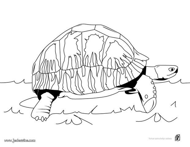 20 dessins de coloriage Tortue De Terre à imprimer coloriage tortue de terre