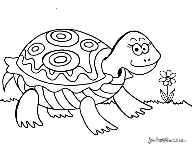 Dessin à Colorier Tortue Hermann