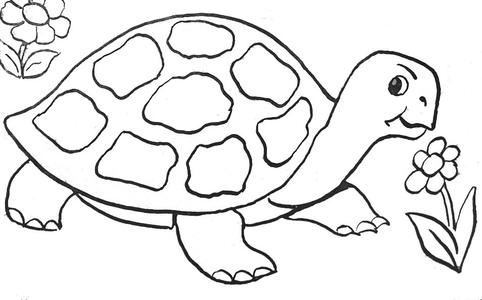 tortue benjamin dessin à colorier