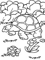 coloriage à dessiner tortue d'eau a imprimer