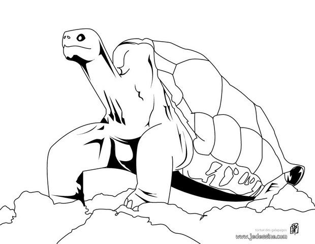 dessin à colorier de tortue marine