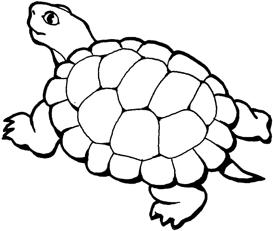 coloriage à dessiner tortue samy