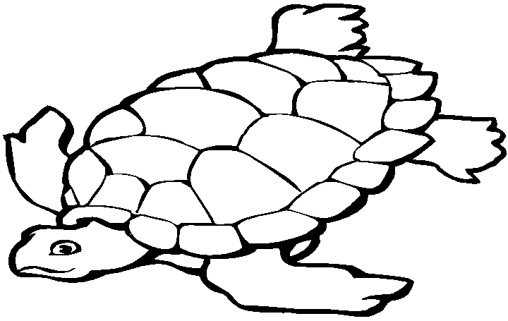 coloriage à dessiner a imprimer tortue de mer
