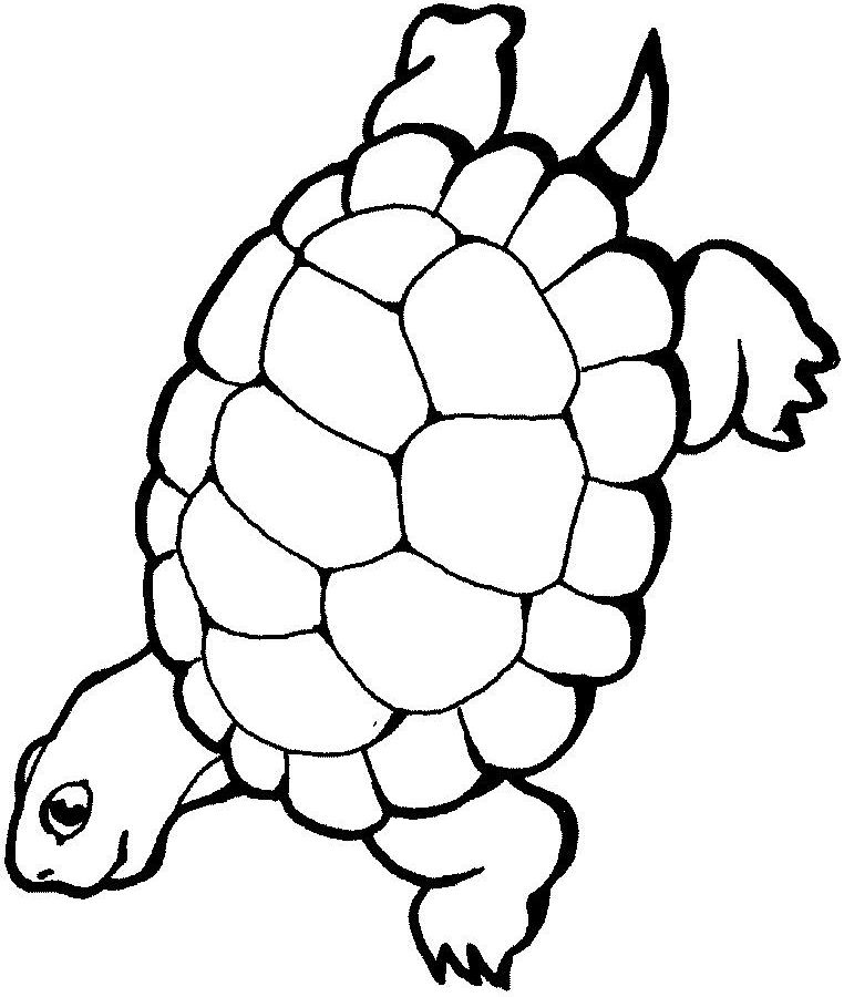 coloriage à dessiner tortue de mer gratuit