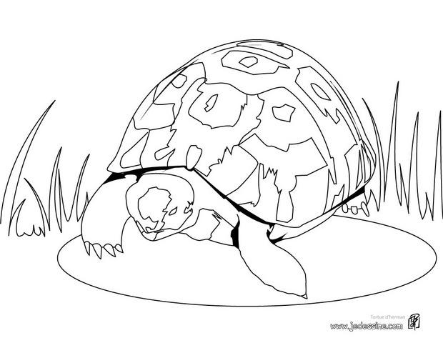 imprimer dessin à colorier tortue