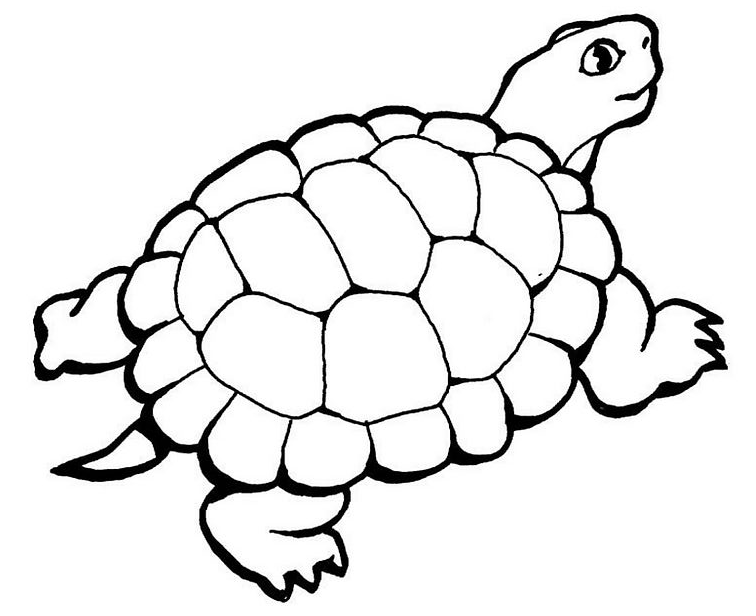 dessin à colorier pokemon tortue