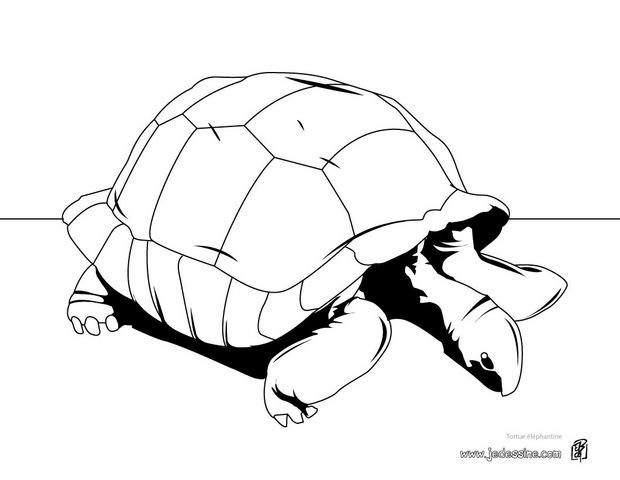 dessin à colorier mandala tortue imprimer