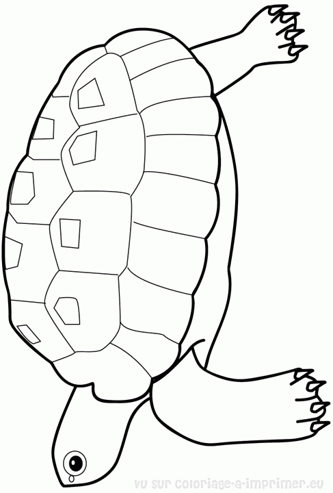 dessin tortue ninja à imprimer gratuit