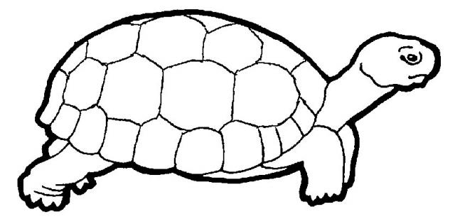 dessin tortue luth