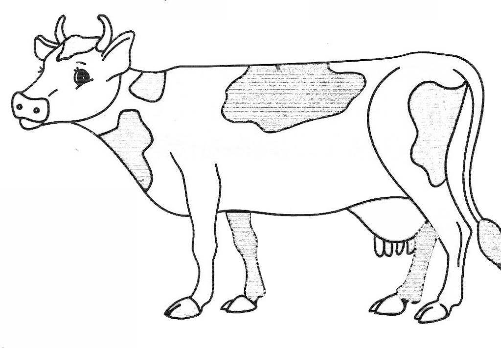 dessin vache montbéliarde
