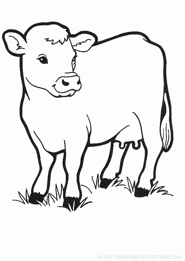 coloriage � dessiner vache � imprimer gratuit
