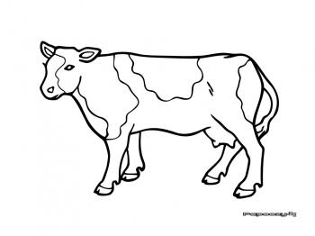 dessin à colorier de vache gratuit