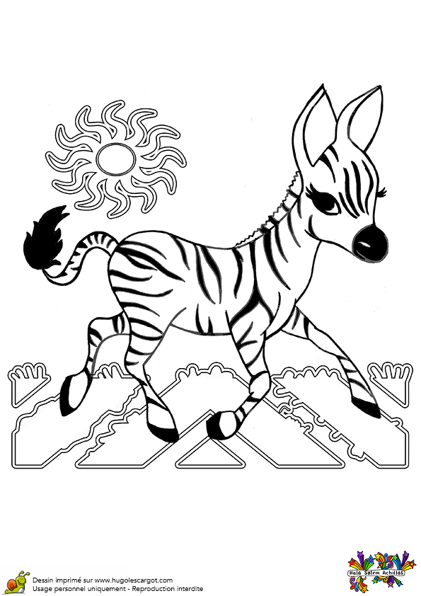coloriage zebre