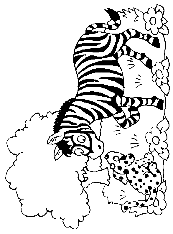 coloriage zebre imprimer gratuit