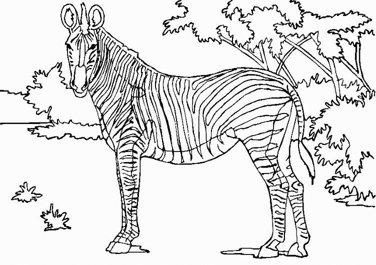 dessin à colorier de zebre