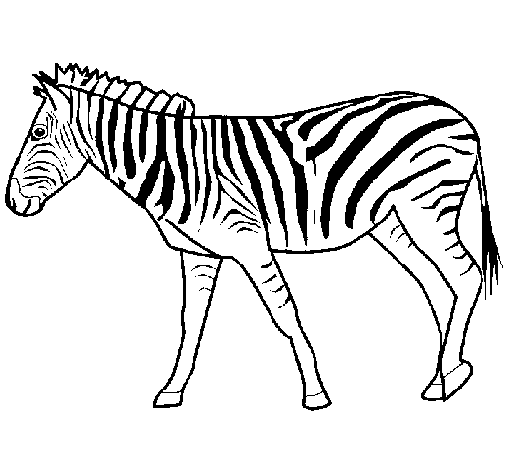 coloriage de zebre