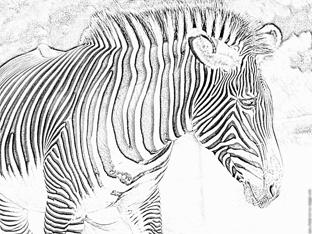 coloriage zebre a imprimer gratuit