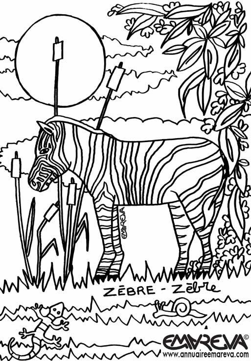 coloriage zou le zebre