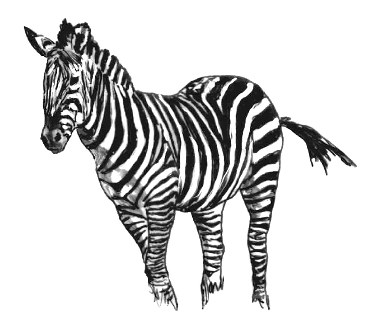 dessin à colorier d'un zebre