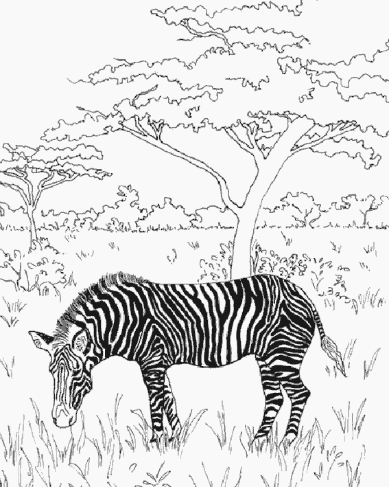 imprimer coloriage zebre